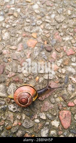 Comune arancione Snail woth striscia nera sullo sfondo di pietra della città. Cornice verticale, vista dall'alto Foto Stock