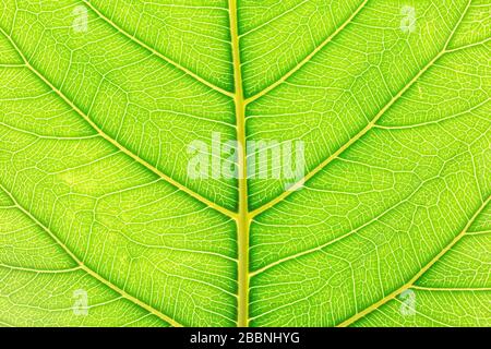 Naturale foglia verde dello sfondo con la luce alle spalle per la progettazione grafica. Foto Stock
