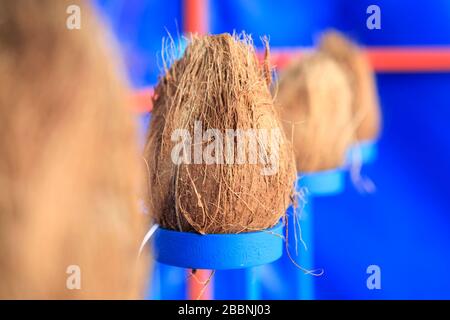 Primo piano di una linea di noci di cocco su una timida noce di cocco in un terreno giusto Foto Stock