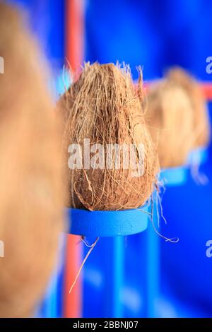 Primo piano di una linea di noci di cocco su una timida noce di cocco in un terreno giusto Foto Stock