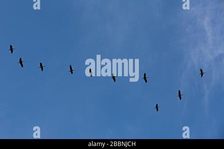 Un gregge migrante di gru che volano in alto nel cielo in primavera Foto Stock