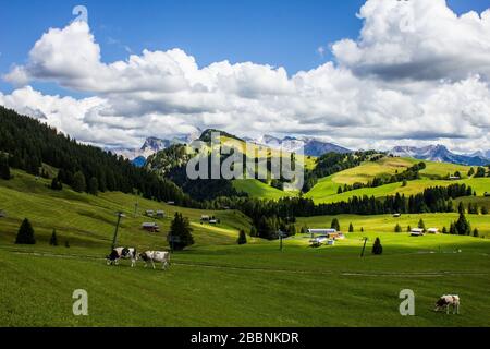 Mucche al pascolo nell'Alpe di Siser (Alpe di Susi), Italia Foto Stock