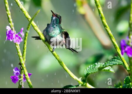 Un hummingbird giovane di rame-rumped che bagna in un cespuglio di Vervain con i fiori e i raindrops viola. Foto Stock