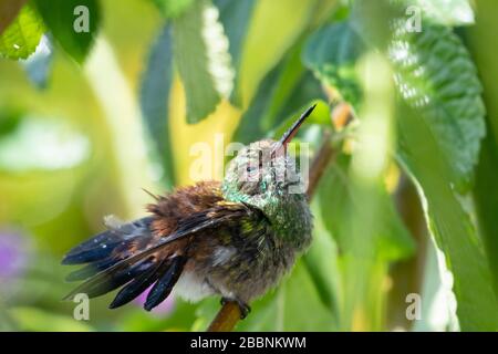 Un colibrì giovane di rame che frugava le sue piume dopo il bagno in una tempesta di pioggia. Foto Stock