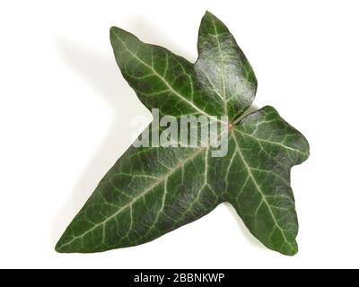Singola foglia di edera su sfondo bianco Foto Stock