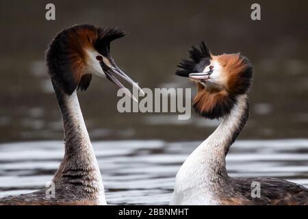 1 aprile 2020, Brema: Due grandi grebes crestati sul Hollersee a Bürgerpark. Foto: Sina Schuldt/dpa Foto Stock