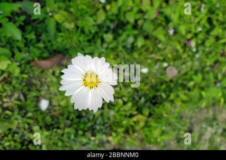 Fiore bianco papavero fioritura su sfondo papaveri fiori. Foto Stock