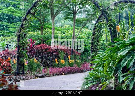 Orchid Plants in National Orchid Garden, Singapore Botanic Gardens, Singapore Foto Stock