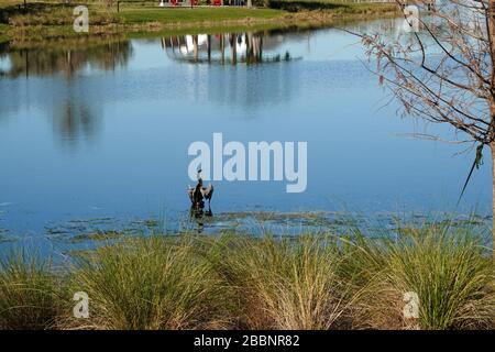 Un lago in un quartiere con un uccello anhingha in piedi su un ramo che asciuga le sue ali. Foto Stock