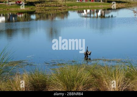 Un lago in un quartiere con un uccello anhingha in piedi su un ramo che asciuga le sue ali. Foto Stock