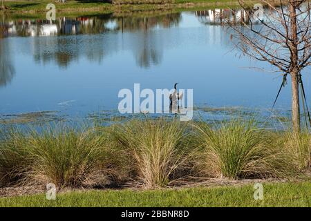 Un lago in un quartiere con un uccello anhingha in piedi su un ramo che asciuga le sue ali. Foto Stock