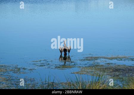 Un lago in un quartiere con un uccello anhingha in piedi su un ramo che asciuga le sue ali. Foto Stock