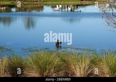 Un lago in un quartiere con un uccello anhingha in piedi su un ramo che asciuga le sue ali. Foto Stock