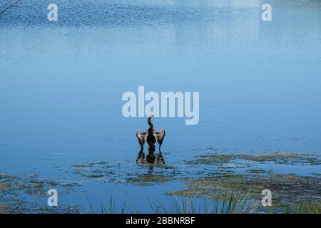 Un lago in un quartiere con un uccello anhingha in piedi su un ramo che asciuga le sue ali. Foto Stock