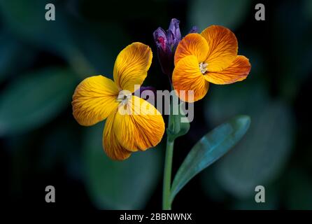 Fiori di Cheiranthus cheiri Foto Stock