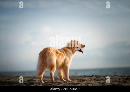 Cane in piedi su una spiaggia. Foto Stock