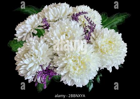 Vintage floreale design - bianco crisantemo fiori bouquet con foglie verdi primo piano, su sfondo nero. Biglietto d'auguri a qualsiasi ev festoso o festoso Foto Stock