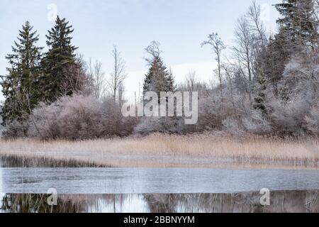 Paesaggio di un'erba secca, una canna in primo piano, la foresta sullo sfondo, l'erba è coperta di brina, tranquillità Foto Stock