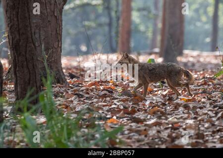 India, Madhya Pradesh, Parco Nazionale di Bandhavgarh. Jack d'oro (SELVATICO: Canis aureus) nell'habitat forestale. Foto Stock