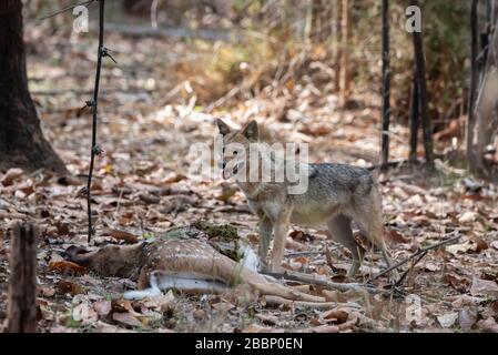 India, Madhya Pradesh, Parco Nazionale di Bandhavgarh. Jack d'oro (SELVAGGIO: Canis aureus) scavare su Chital aka cervo spottato (asse asse) uccidere. Foto Stock