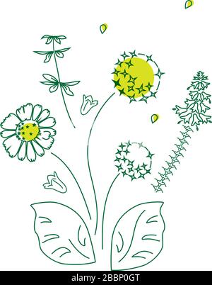 Illustrazione vettoriale di fiori, camomilla, campane, fiori selvatici.Primavera motivi floreali estivi su uno sfondo bianco, poster, copertina del sito, pagina web. Illustrazione Vettoriale