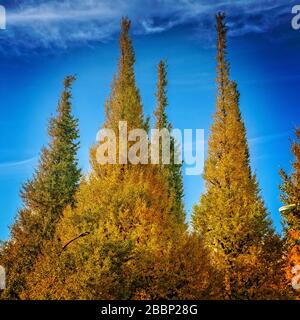 Ginkgo Tree viale fiancheggiato, Tokyo Giappone Foto Stock