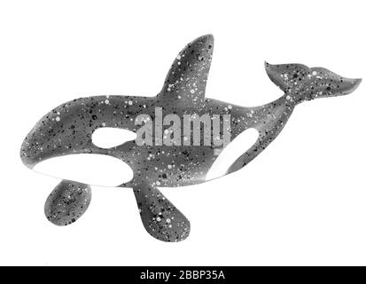 Illustrazione digitale isolata dell'acquerello. Orche di balene killer, grampus su sfondo bianco. Immagine stock. Foto Stock