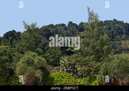 Foresta pluviale al Mu Ko Lanta National Park, Koh Lanta, Krabi, Thailandia, Asia Foto Stock