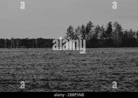 Passeggiata attraverso e intorno a Kapice. Polonia, Podlasie, Biebrza Marshes.27.12.2012 Foto Stock