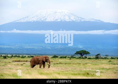 Elefante africano del cespuglio (Loxodonta africana) con il monte Kilimanjaro dietro, Parco Nazionale di Amboseli, Kenya, Africa Foto Stock