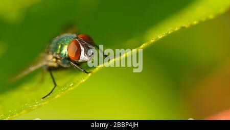 Primo piano di housefly su foglia Foto Stock