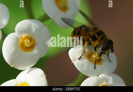 Primo piano di volare su fiore bianco Foto Stock