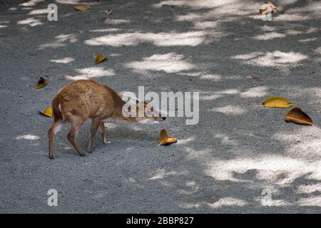 Giovane muntjac Deer (Muntiacus) esplorando il suo territorio Foto Stock