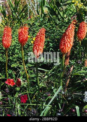 Kniphofia, chiamato anche tritoma, red hot poker, torcia lily, knofflers o impianto di poker Foto Stock