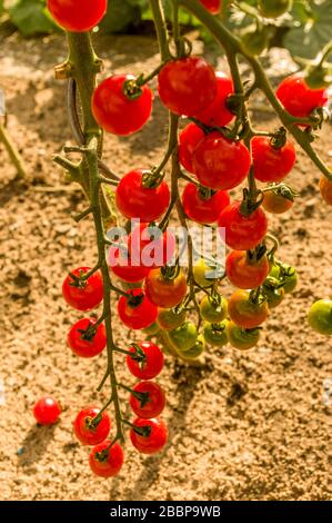 molti pomodori maturi rossi bagnati e immaturi sul fuoco selettivo del bastone Foto Stock