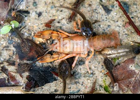 I tadpoli che si nutrono di un gamberi morti in una piscina d'acqua poco profonda - Pisgah National Forest, Brevard, North Carolina, USA Foto Stock