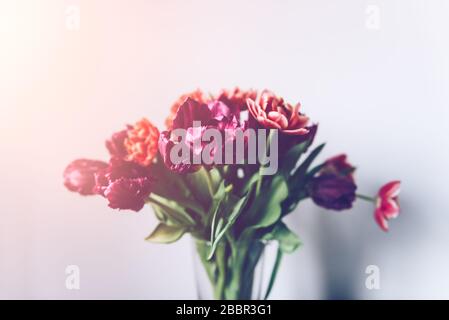 Bellissimo mazzo di tulipani in stile Peony nella Vase sullo sfondo bianco, concetto di vacanza primaverile, copia spazio Foto Stock