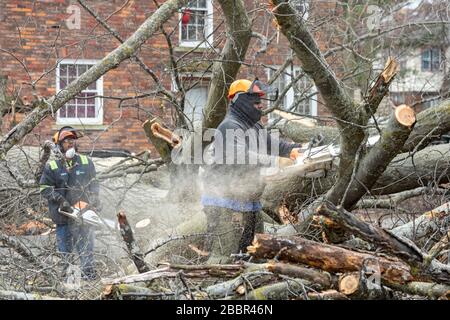 Detroit, Michigan - i dipendenti della città rimuovono un enorme albero nel quartiere di Morningside che è caduto durante una tempesta. Foto Stock