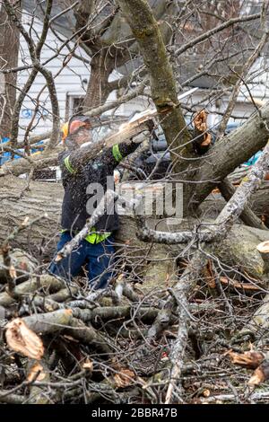 Detroit, Michigan - i dipendenti della città rimuovono un enorme albero nel quartiere di Morningside che è caduto durante una tempesta. Foto Stock