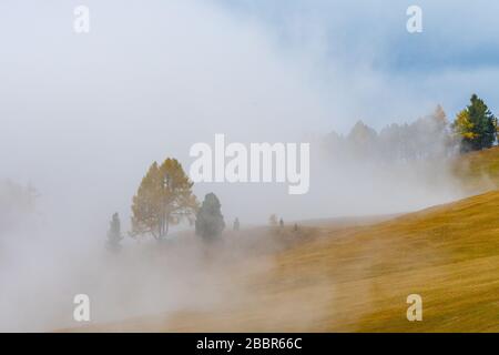 Una vista nebbiosa dei prati delle Dolomiti dopo la pioggia Foto Stock