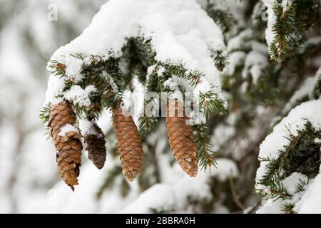 Pino con mele da neve e pino, tipico dettaglio invernale per Natale Foto Stock