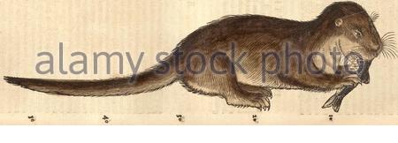 Otter, illustrazione vintage pubblicata nel 1551. Conrad Gessner. Foto Stock