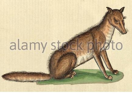 Fox (Vulpes), illustrazione d'epoca pubblicata nel 1551. Conrad Gessner. Foto Stock