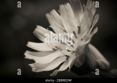 Macro foto un fiore selvatico primo piano in bianco e nero Foto Stock