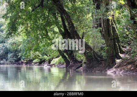 Paesaggio da sogno di un fiume tropicale circondato da una foresta lussureggiante. Rio Sarapiqui, Costa Rica. Foto Stock