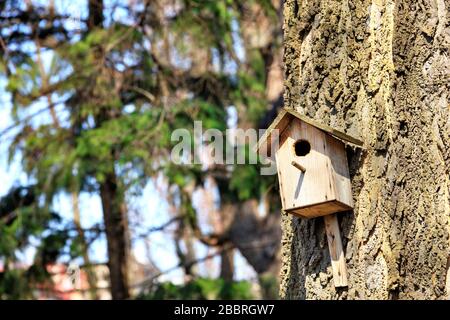 Una vecchia birdhouse inchiodata su un albero di quercia in un parco primaverile. Foto Stock