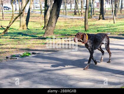 Una dalmata marrone cammina lungo un sentiero pavimentato in un parco della città in una soleggiata giornata primaverile, porta un ramo di legno nei suoi denti, un'immagine con spazio copia. Foto Stock