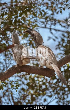 Una coppia di indiani Hornbill grigio su un albero. ( Ocyceros birostris ) Foto Stock