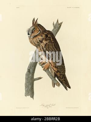 Placca 383 Gufo dalle orecchie lunghe (Lesser Horned Owl, Cat Owl) The Birds of America folio (1827–1839) di John James Audubon, immagine di qualità ad altissima risoluzione Foto Stock