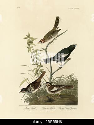 Piastra 390 Lark Finch (Lark Sparrow), Prairie Finch (Lark Bunting), Brown Song Sparrow (Song Sparrow) The Birds of America folio di John James Audubon Foto Stock